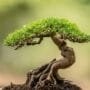 creating deadwood bonsai art