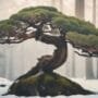 creative bonsai branch bending
