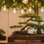 creative reuse for bonsai