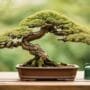 cultivate miniature tree mastery