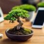 cultivate miniature tree perfection