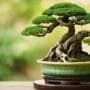 cultivating artistic miniature trees