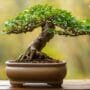 cultivating artistic tree perception