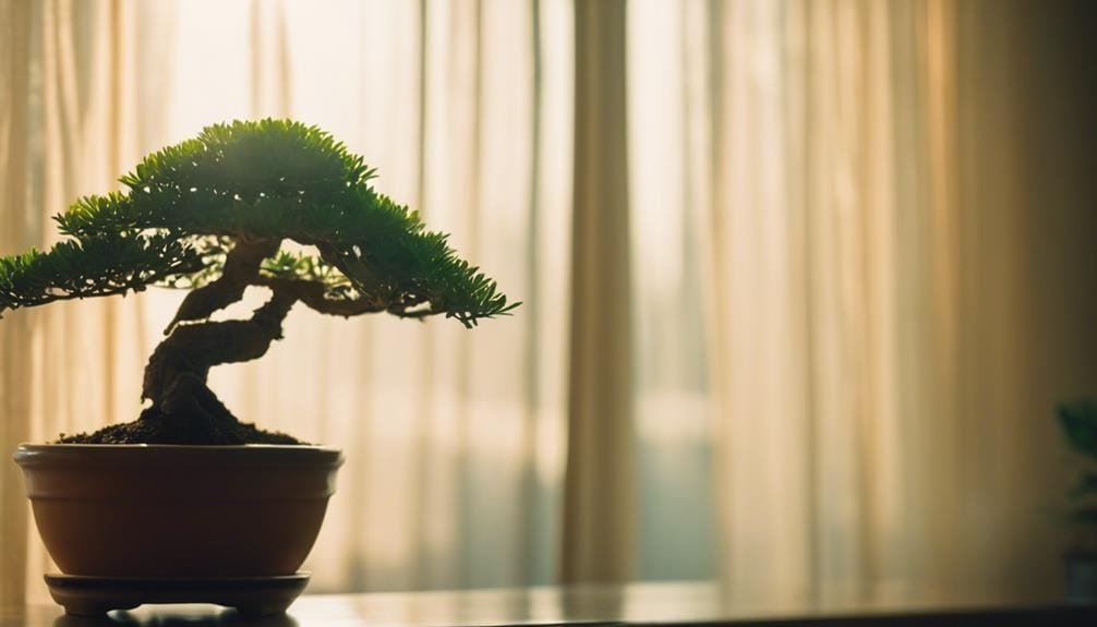 cultivating bonsai in shade