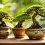 cultivating bonsai in warmth