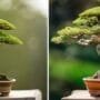 cultivating bonsai tree trunks