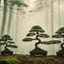 cultivating flowing tree forms