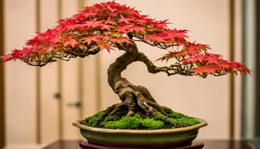 cultivating miniature japanese maples