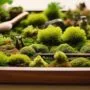 cultivating miniature moss gardens