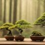 cultivating miniature tree masterpieces