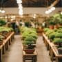 cultivating trees for profit