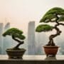 cultivating trees in cities