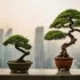 cultivating trees in cities