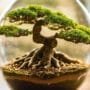 custom soil for ficus
