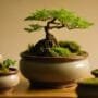 delicate miniature tree art