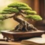 describing bonsai tree care