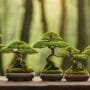 designing miniature tree landscapes