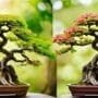 detecting bonsai nutrient issues