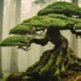 developing strong trunk bases