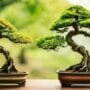 diagnosing bonsai tree problems