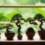 diverse online bonsai options