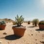 drought tolerant bonsai tree care