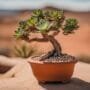 drought tolerant bonsai tree care