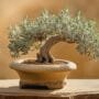 drought tolerant bonsai tree species