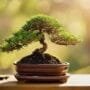 easy start to bonsai