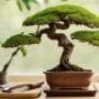 eco friendly bonsai tool options
