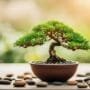 effortless bonsai tree care