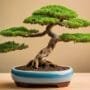 elevate your bonsai experience