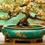 elevating bonsai with beauty