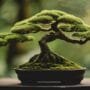 emphasizing visual bonsai appeal