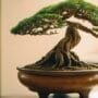 enhancing bonsai surface roots