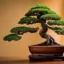 enhancing bonsai tree display
