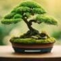 enhancing bonsai with accents