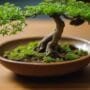 enhancing bonsai with companions