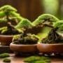 enhancing bonsai with nature
