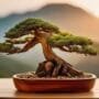 enhancing miniature tree beauty