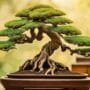 evolution of bonsai terms
