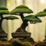 exploring bonsai shaping methods