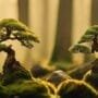 exploring miniature tree worlds