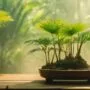 faking winter in tropics