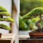 fixing bonsai potting errors
