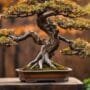 fixing bonsai pruning mistakes