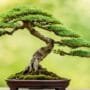 fixing fragile tree limbs