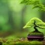 fungi for healthy roots