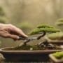gentle art of pruning