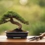 guide to bonsai basics